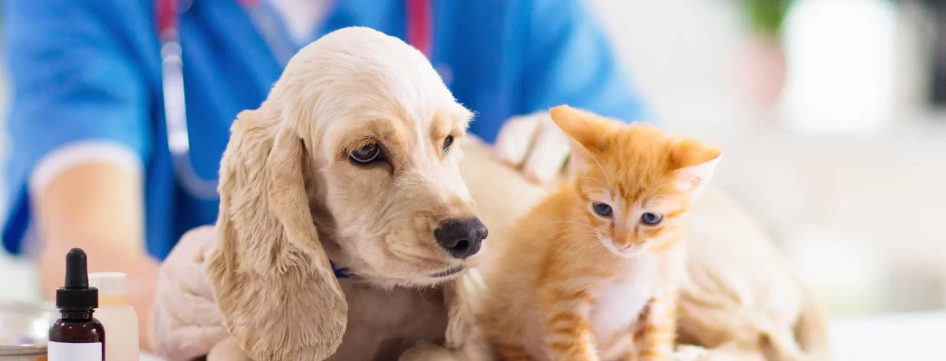 Clínicas Veterinarias en México